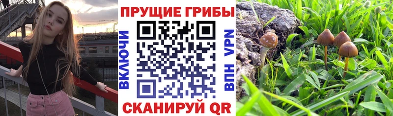 Галлюциногенные грибы Cubensis  дарк нет клад  Маркс 